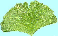 Ginkgo biloba C`E t