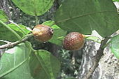 イヌビワ　果実　Ficus erecta