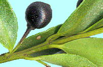 Ilex crenata Thunb. CkcQ ʎ