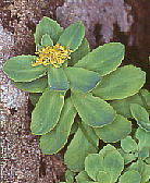 Rhodiola rosea CxPC