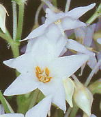 Conandron ramondioides White form