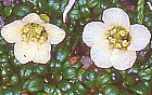 Diapensia lapponica var. obovata