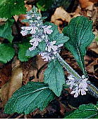 WEjqgG Ajuga nipponensis