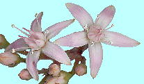 Crassula portulacea (syn. C. ovata) JQc (Ԍ) 