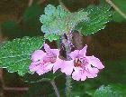 Glechoma hederacea var. grandis カキドオシ