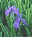 Iris laevigata JLco^