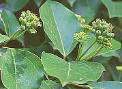 Dendropanax trifidus