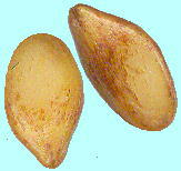 Photinia glabra (Thunb.) Maxim. カナメモチ 種子