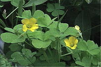 J^o~ Oxalis corniculata