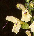 Salvia nipponica キバナアキギリ