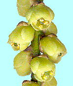 Stachyurus praecox LuV Y