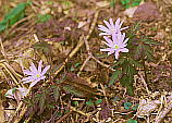 キクザキイチゲ　Anemone pseudo-altaica