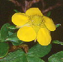 Potentilla fruticosa var. rigida キンロバイ