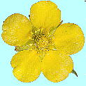 Potentilla fruticosa var. rigida LoC