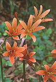 LclmJ~\ Lycoris sanguinea