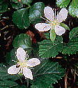 Rubus pedatus RKlC`S