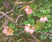 Vaccinium vitis-idaea RP