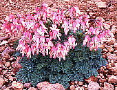 R}NT Dicentra peregrina