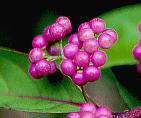 Callicarpa dichotoma RTL ʎ