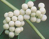 Callicarpa dichotoma var. albi-fructus シロミノコムラサキ