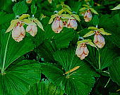 N}KC\E Cypripedium japonicum