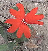 }cgZmEi}cgj@Lychnis sieboldii