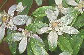Leontopodium japonicum f. shiroumense ミネウスユキソウ