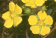 Potentilla freyniana ~coc`O