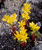 Sedum japonicum var. senanense