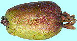 Actinidia kolomikta ~}}^^r ʎ