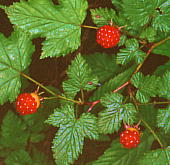 Rubus microphyllus var. subcrataegifolius ~}jKC`S