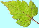 Rubus microphyllus var. subcrataegifolius ミヤマニガイチゴ 葉