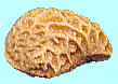 Rubus microphyllus var. subcrataegifolius ミヤマニガイチゴ 種子