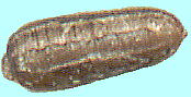 Monochoria korsakowii Regel et Maack
