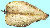 Koelreuteria paniculata Laxm. NQW ʎiʁj