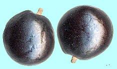 Koelreuteria paniculata Laxm. NQW q