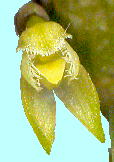 Bulbophyllum inconspicuum ムギラン