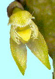 Bulbophyllum inconspicuum M