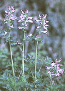 TLP}@Corydalis incisa