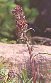 Veratrum maackii f. atropurpureum TL^JlAIM\E