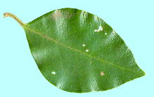 Ligustrum japonicum Thunb. lY~` tEt