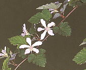 Rubus microphyllus ニガイチゴ
