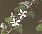 Rubus microphyllus jKC`S