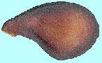 Pyrus pyrifolia var. culta cv. Nijyusseiki jziV '\I' q