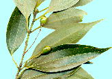 Cinnamomum sieboldii Meissn. jbPC