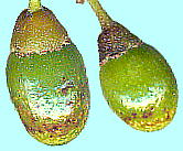 Cinnamomum sieboldii Meissn. jbPC ʎ