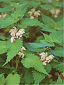 Lamium barbatum