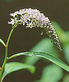 Lysimachia clethroides