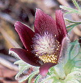 Pulsatilla cernua (Thunb.) Spreng. オキナグサ