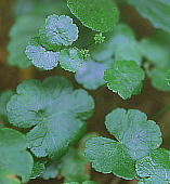 Hydrocotyle ramiflora